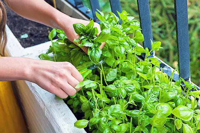 spring gardening tips