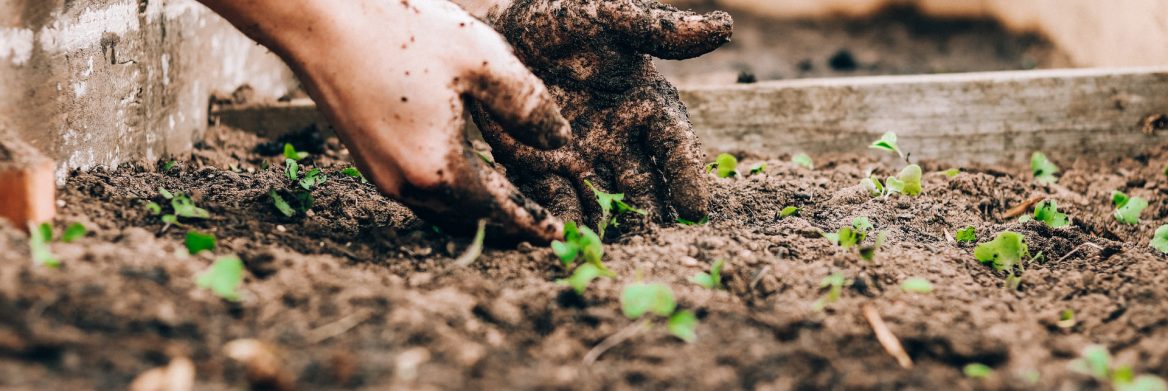 Indoor Gardening Basics
