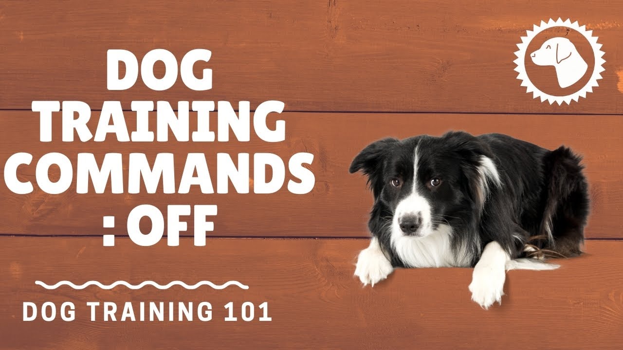 Place Training for Dogs - Teaching Dogs Place Commands
